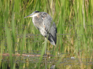 blue heron, heron, reflection, fishing, bird, water, pond, foul, wildlife, water, lake, 
