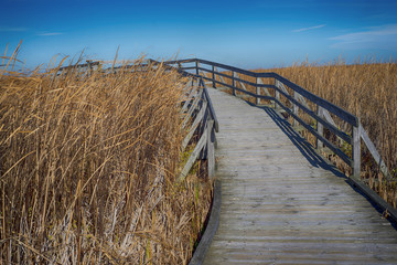 Obraz premium View of Point Pelee National Park with yellow grass during the fall season, Leamington, Ontario