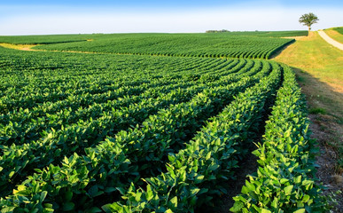 Fototapeta na wymiar Soybean field in Central Illinois