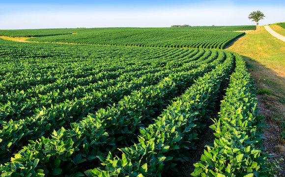 Soybean field in Central Illinois