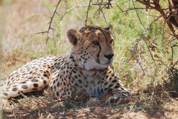 Cheetah im Mature