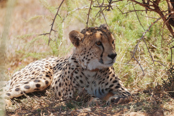 Cheetah im Mature
