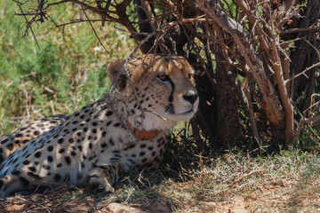 Cheetah im Mature