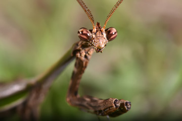 Louva-a-deus (Mantodea) | Praying mantis photographed in Linhares, Espírito Santo - Southeast of Brazil. Atlantic Forest Biome.