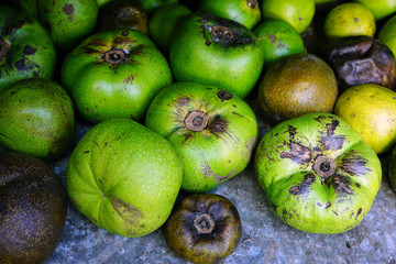 Green Black Sapote fruit (Diospyros nigra)