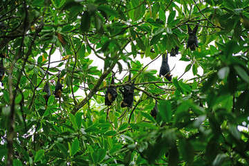 Bats hanging down from trees in the Daintree Rainforest in Far North Queensland, Australia