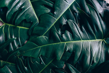 Creative layout made of green leaves. Flat lay. Nature concept