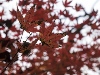 Maple leaves