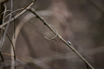 Besouro-pulga (Omophoita octoguttata) | Flea Beetle photographed in Linhares, Espírito Santo - Southeast of Brazil. Atlantic Forest Biome.
