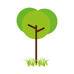 tree natural foliage park plant vector illustration