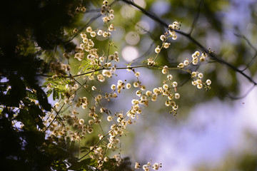 Planta (flora) | plant photographed in Linhares, Esp&iacute;rito Santo - Southeast of Brazil. Atlantic Forest Biome.
