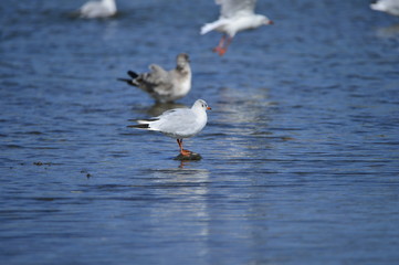 The sea bird