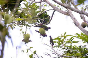Tiriba-de-orelha-branca (Pyrrhura leucotis) | Maroon-faced Parakeet
