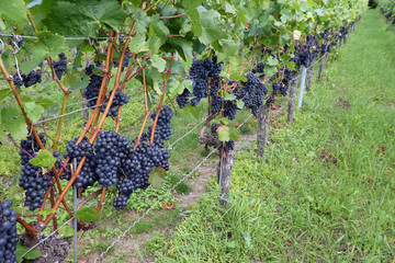 Domina Reben im Weinberg vor der Ernte