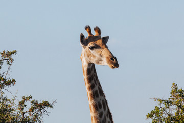 Giraffe
