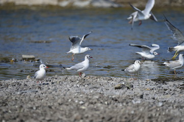 The sea bird