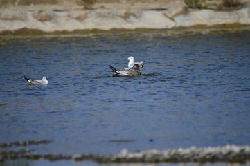 The sea bird