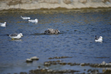 The sea bird