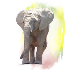 Baby Elephant Watercolor