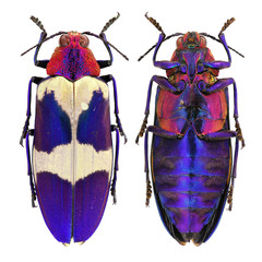 Chrysochroa buqueti jewel beetle