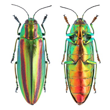 Chrysochroa fulgidissima jewel beetle