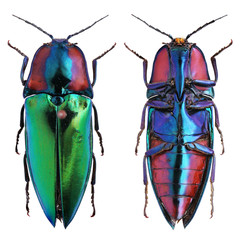 click beetle Campsosternus gemma