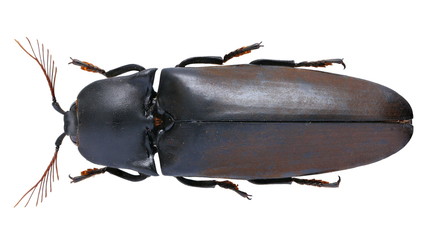 Tetralobus perroti click beetle