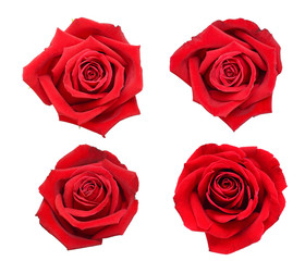 Naklejka premium Beautiful collection of roses flowers isolated on white background