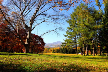 Park in Sapporo in autumn