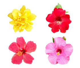 Collection of Hibiscus flower isolated on white background