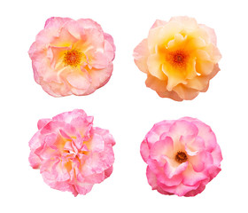 Beautiful collection of roses flowers isolated on white background