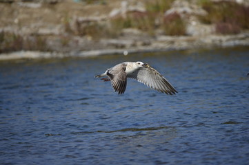 The sea bird