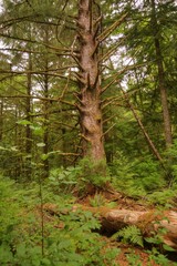 Old Growth Douglas Fir in the Cascades Rain Forest