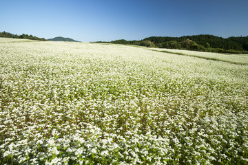 蕎麦畑と秋空
