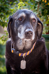 Yellow Labrador Retriever