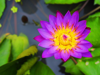 Large bright violet petal, yellow pollen water lily lotus flower, sprouting stem upward from red clay plant pot basin, round folded green leaf, reflection in sunny weather