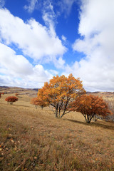 In autumn, trees on the hillside