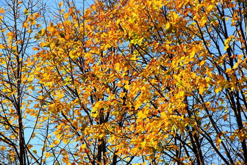 Fototapeta premium Park in Sapporo in autumn