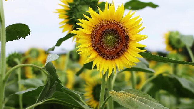 Sunflower with Bees in the feild close shot center position