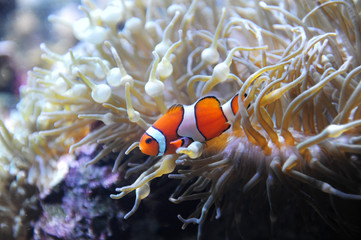 Naklejka na ściany i meble red clown fish in the coral reef