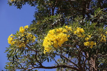 Tabebuia argentea Britt Tree of gold, Paraguayan silver trumpet tree.