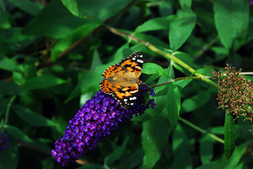 Obraz premium Butterfly