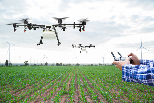 Farmer control agriculture drone fly to sprayed fertilizer on the green corn field