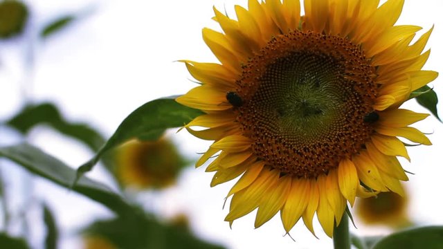 Sunflower with Beetles in the feild close shot shallow focus