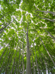 Naklejka premium ケヤキ林