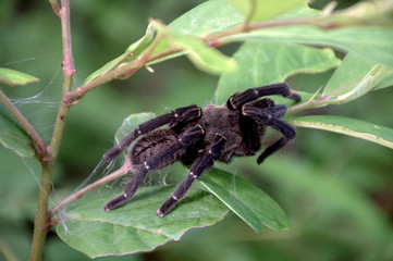 A Black Tarantula spider climbing on green leaves of a tree
