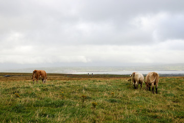 Cows on hilltop at Cliffs of Moher, Ireland 