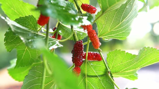 Fresh mulberry fruits on branch of red mulberry tree.