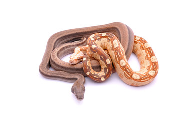 Boa constrictor imperator Aztec Sterling