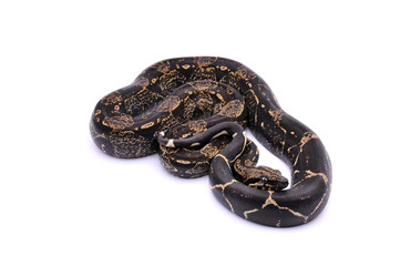 Boa constrictor imperator IMG